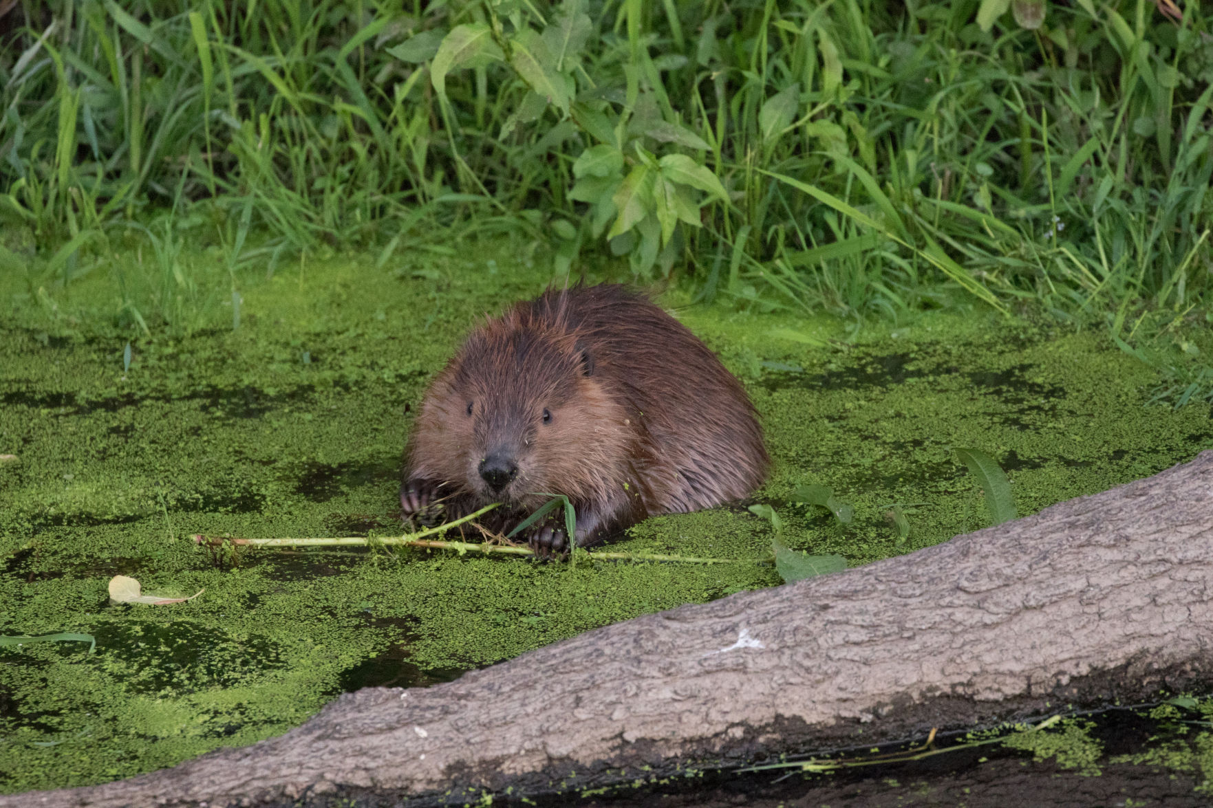 Beaver Lodge
